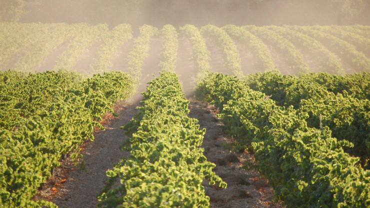 Vignes du Château Vessière